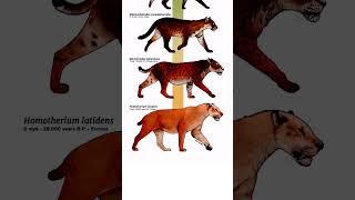 Cat's evolution | planet falls