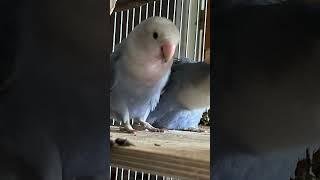 Täubchen und Gizmo Lovebird Parrot Bird Pet Papagei