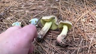 Blue boletes in brief: Staining mushrooms of the non-psychoactive sort