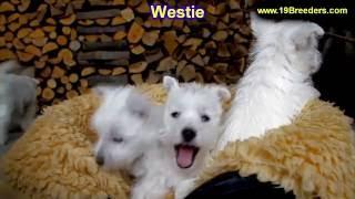 West Highland White Terrier, Westie, Puppies, Dogs, For Sale, In Anchorage, Alaska, AK, 19Breeders