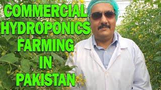 Commercial Hydroponics Farming in Pakistan - The Truth