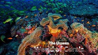 The Unseen World of Corals