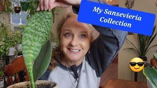 Check Out My Sansevieria Collection!!!