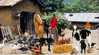 Daily Rural Life in the Mountains of Northern Iran