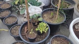 beautiful flowers and new varieties brinjal