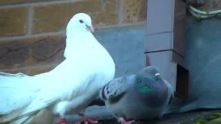 Fantail dove mating with feral pigeon.