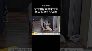 똥꼬발랄 하룻강아지 하루돌보기 요약본 #고양이 #cat #개냥이