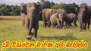 elephant #attack safari jeep  in sri lanka in a second | Wild TV