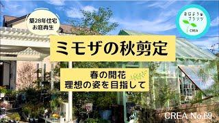 ミモザ来春素敵にお花が咲くように秋剪定おすすめ秋の庭花No.69/2024.1031撮影