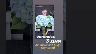 Осталось 3 дня акции на все виды гортензий - ссылочка на сайт в шапке канала ️