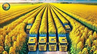 How Farmers Harvest Rapeseed Plants: Canola Oil Processing Factory | Farming Documentary