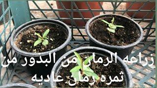 طريقه زراعه الرمان من البذور