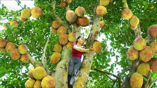 Harvesting Jackfruit ( Mít Mít ) And Vegetable Spinach Goes To Market Sell - Farm Life