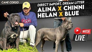 Directly Imported Cane Corso - New Litter Available! Watch Them Live Now!