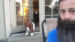 Our Bossy Basset Hound