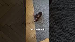 Как отучить попрошайничать - смотри видео урок в профиле #воспитаниесобак