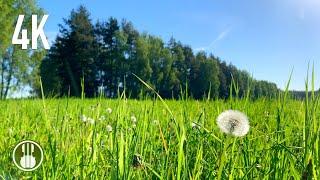 Sunny Morning and Spring Birds Chirping - Relaxing Sounds of Nature