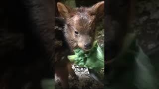 smallest deer  Pudu Habitat and Behavior Explained  #facts #factdrizzles #animals #wildlife