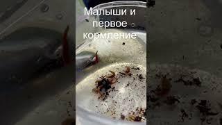 БиоХакинг с пиявочками 