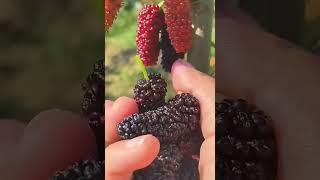 What Do You Call Mulberry In Your Language #satisfying #short