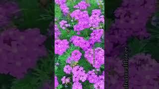 Beautiful pink flowers #flowers #roseflowergarden #naturalflowers #nature #beautifulflowers #nature