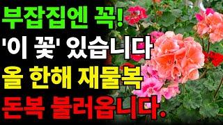 돈복 부르는 꽃 풍수 ㅣ 집에 두면 미친 듯 돈을 가져오는 꽃화분 ㅣ 부자들만 몰래 키운다는 이 식물 집안에 두면 미친듯 돈을 가져옵니다. 반드시 집안에 둬야하는 식물 돈복 가져옴