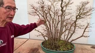 Bonsai Forests and Groups