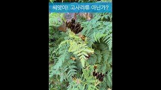 고사리종류 아닌가봐요. 씨앗이 있어요. Isn’t it a fern?
