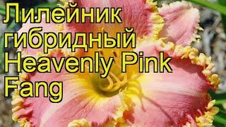 Лилейник гибридный Хивенлин Пинк Фанг. Краткий обзор hemerocallis hybrida Heavenly Pink Fang