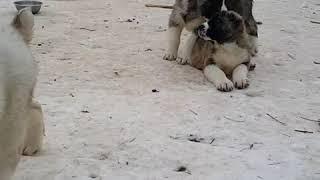 Alabai puppies Central Asian Shepherd Dog for SALE