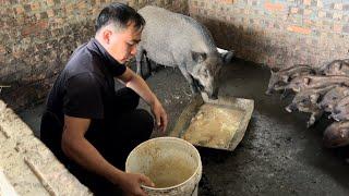 The wild boars grew so fast that Jhony had to make extra troughs for them.