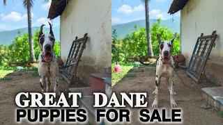 Great Dane Puppies For Sale | great dane dogs | More Details On My Description.#greatdane#dog#puppy