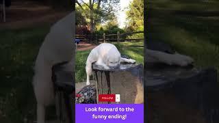 funny animals memes v11 #shorts #shortfunny