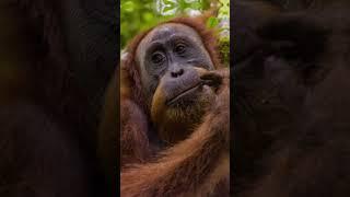 Wait for the shot at the end! Solo Male Orangutan