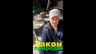 Подножный корм #shorts