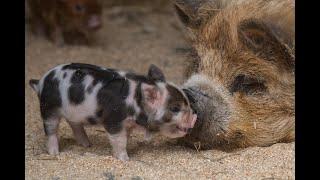 #HellabrunnFürZuhause "Kunekune Schweine im Mühlendorf"