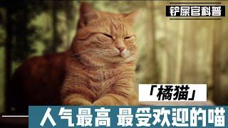 【橘猫 】人气最高 / 最受欢迎的喵