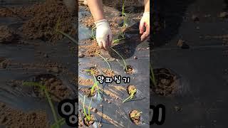 양파 심기는 손가락이 최고 #양파심기