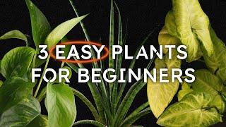 The 3 Best Plants for Beginners (Easy Care & Resilient)