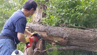 美籍華人自己砍树，整理後院，省錢和消遣，千萬別碰這個！How to trim your trees in the backyard? avoid poison ivy