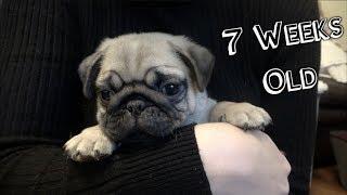 7 Week Old Pug Puppy  |  Stanley