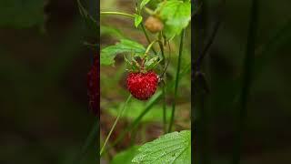 Лесная земляника.Wild strawberries.#Природа #земляника #nature #wildstrawberries