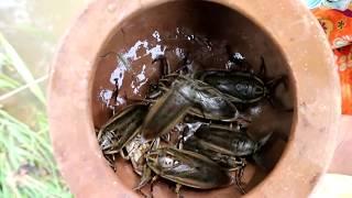 Survival skills: Finding insects in water fried on clay for food - Cooking insects eating delicious