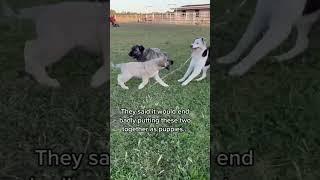 Our livestock guardian dog Judge and farm dog Pete have  been growing together for over a year 