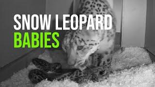 Pawsitively Precious: Zoo Welcomes Snow Leopard Cubs