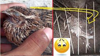 Death of quail in my hand and digging a grave || Mian inventions