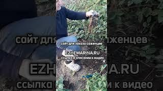 Саженцы ежевики добавила на наш сайт ezhemarina.ru