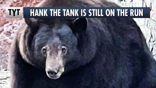 Burglar Bear Hank The Tank Is Still At Large