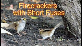 White throated Sparrows Fight: Part 1