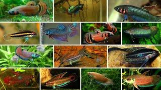 22 Types of Wild Betta Fish by Groups